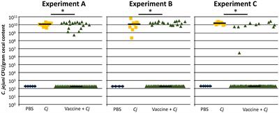 Improving Chicken Responses to Glycoconjugate Vaccination Against Campylobacter jejuni